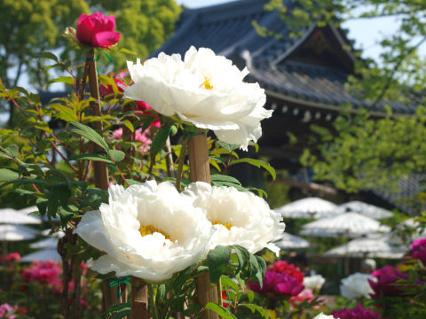 和傘と屋根瓦が入るように