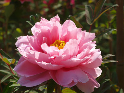 和傘を入れようとすると花の中が見えないし