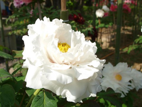 これは入口近くのやつ