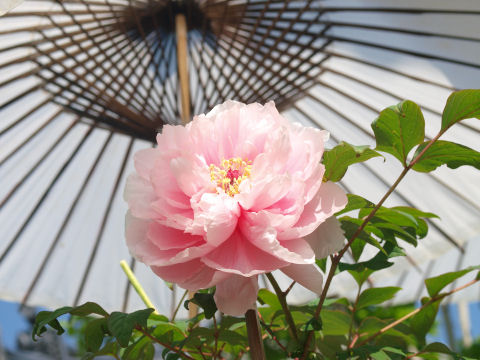 牡丹を中心気味に