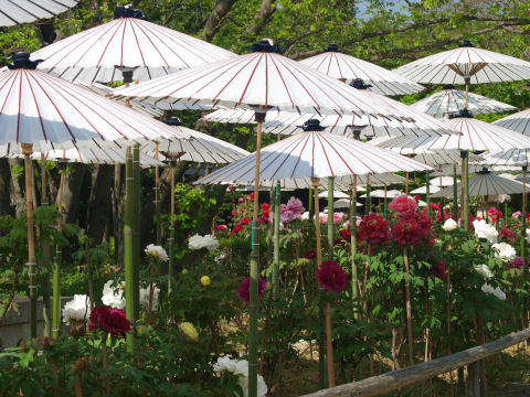 上の写真の右側の方