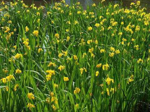 キショウブいっぱい