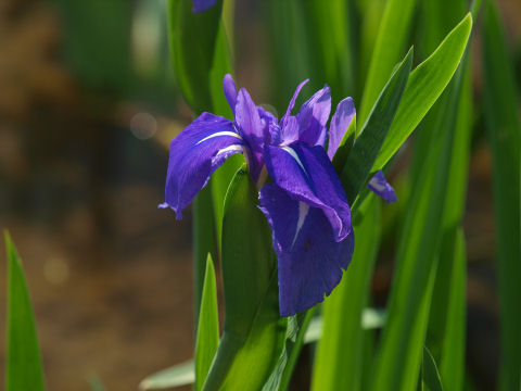 カキツバタのズーム