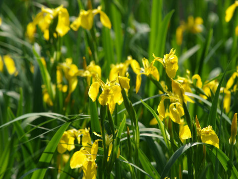 キショウブのズーム気味