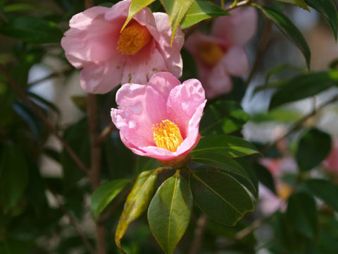 こちらも季節の花