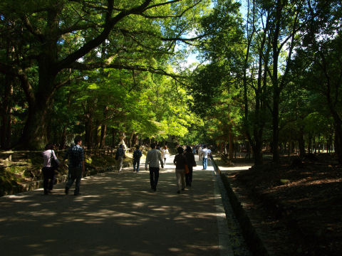 遠くに見える人だかりは「鹿の角切り」入場待ち