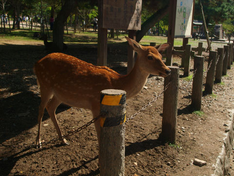 ほとんどの鹿は日陰にいて撮りにくい