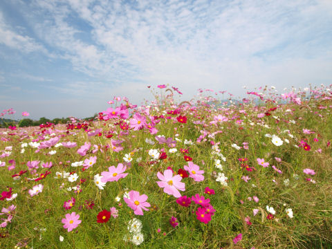 思いがけずコスモス畑を見かける