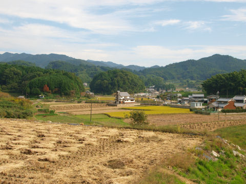 黄金フィールド