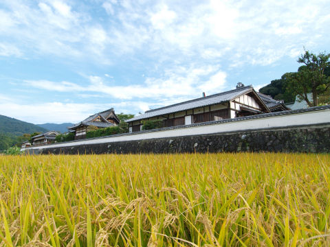 寺の直下まで田んぼ