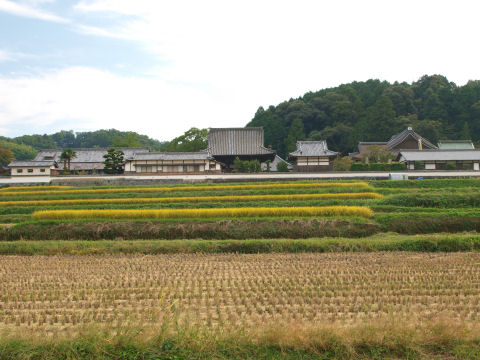 もっと早ければ彼岸花もあったのに