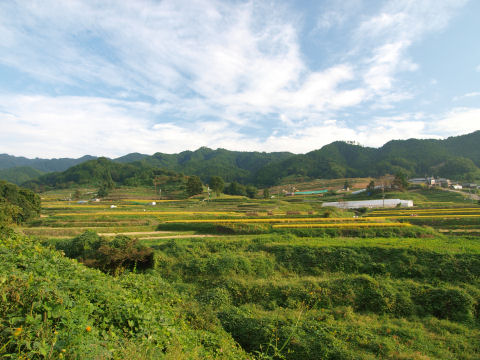 飛鳥駅で見たような棚田
