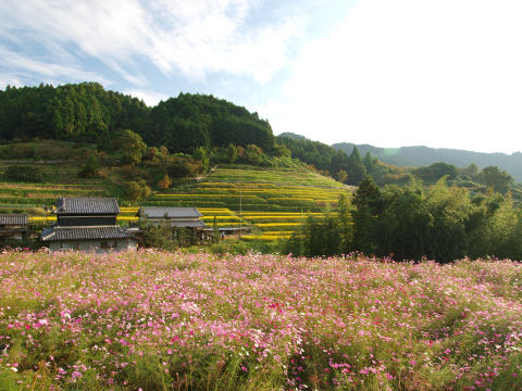 コスモス畑あり