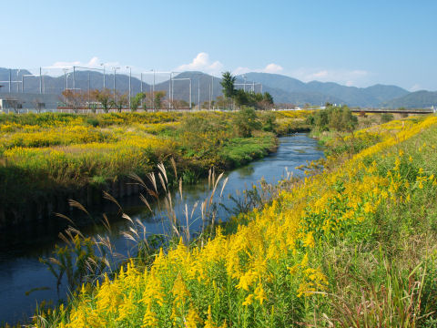セイタカアワダチソウって曲者な外来種なんだよね