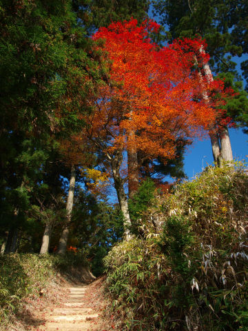 道の最初に会った紅葉に今後も期待するも，道の紅葉は結局ここだけ