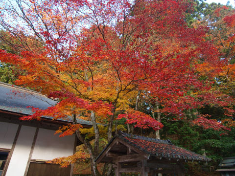 まだマシに撮れた紅葉