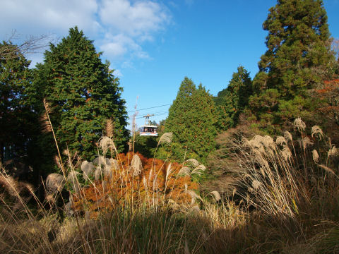 ススキと樹の間から