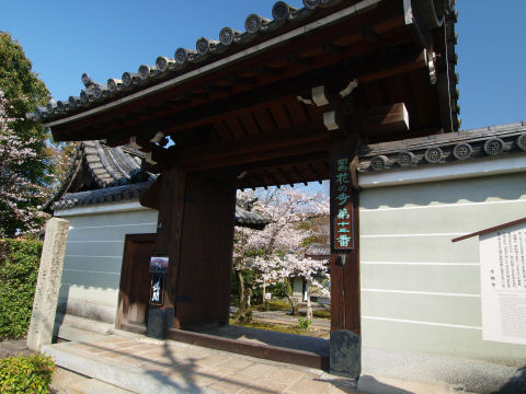 さっそく桜が見える