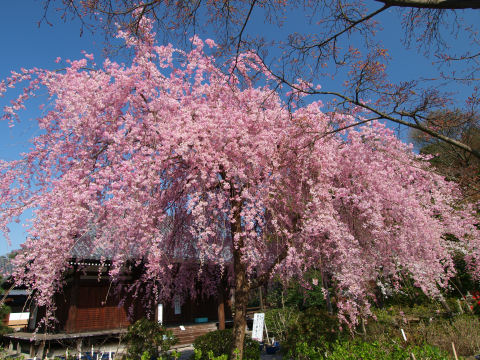 本堂が入るように