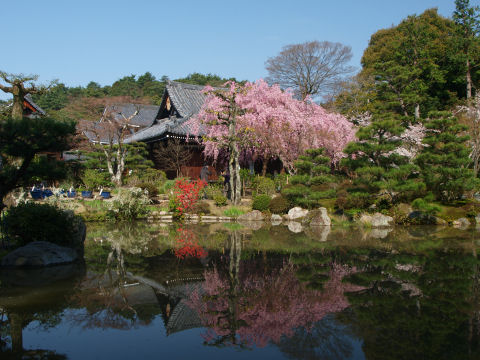池に映るのもまたよし