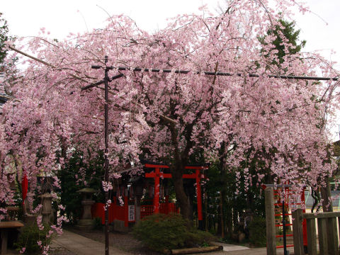 境内を覆うほどに咲き枝垂れる