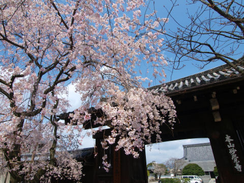 妙覚寺の文字が入るように桜を撮影