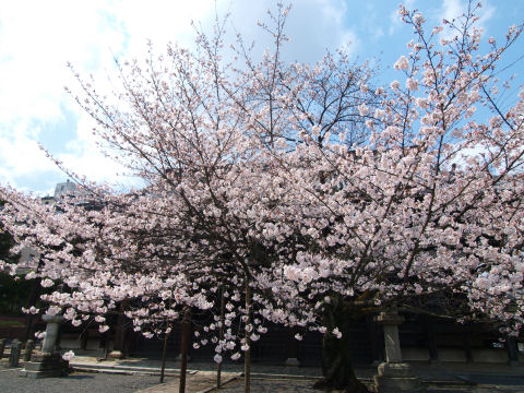 本堂の桜