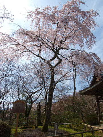 逆光気味でうまくとれない