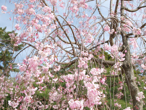 花の多いところに寄ればまあまあ