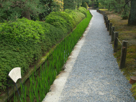 見頃に期待(来たい)