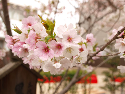 白とピンクが隣り合う