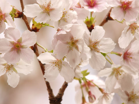 確かに墨染めに見える