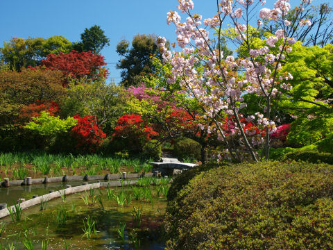 池の杜若も今後期待