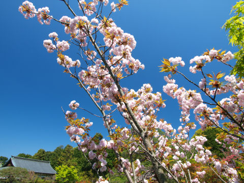 空に伸びている