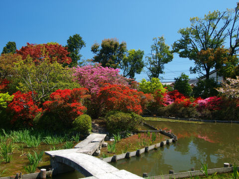 色とりどりの花
