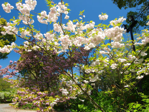 花びらが多く下を向いているので陰になる