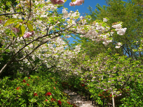 咲き乱れる八重桜