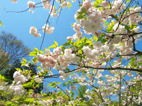 空を覆うように