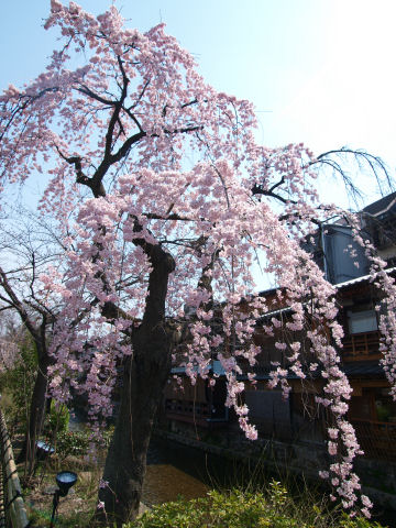 いい感じの枝垂れ桜