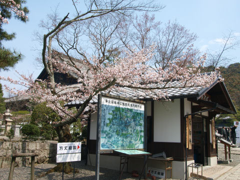 他の桜より咲いている