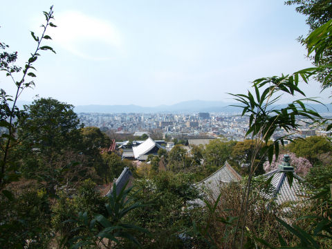 勢至堂の裏の枝垂れ桜は行き方がわからず(見られる？)