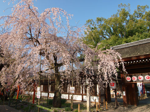 神門近くの魁桜