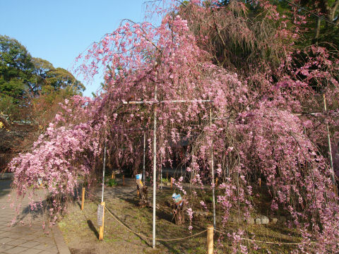 境内の寝覚め桜
