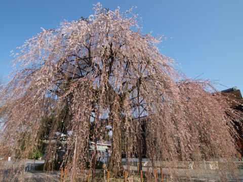 去年来たときは曇っていた