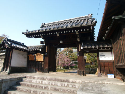 桜が見えている