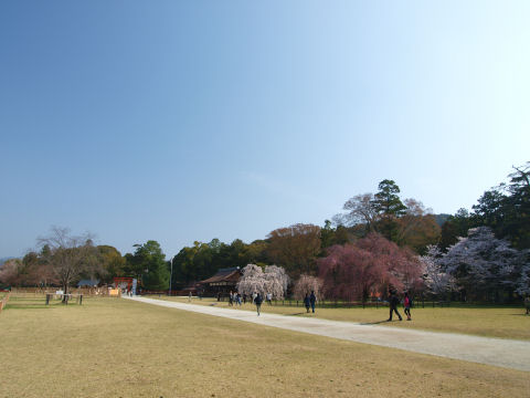 左が御所桜でその隣が齋王桜