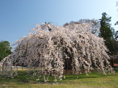 御所桜