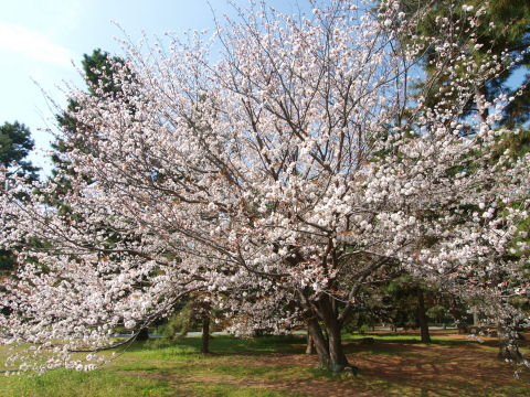 御苑は立派な樹が多い