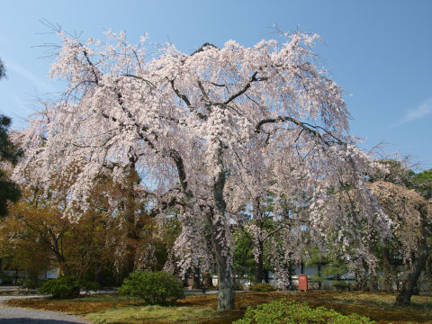 立派な桜