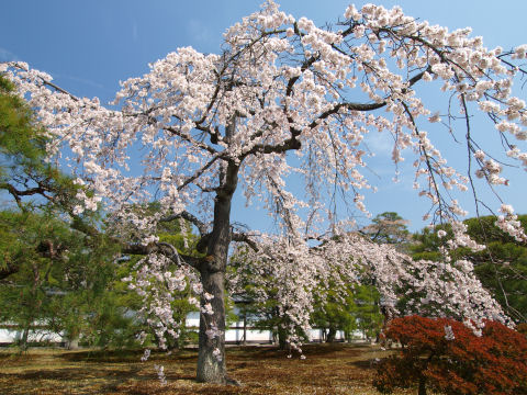 こちらもなかなか